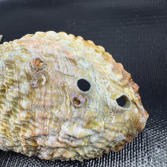 Vintage Abalone Shell Trinket Dish Mother Of Pearl Iridescent Finish Dish Bowl - Picture 7 of 16